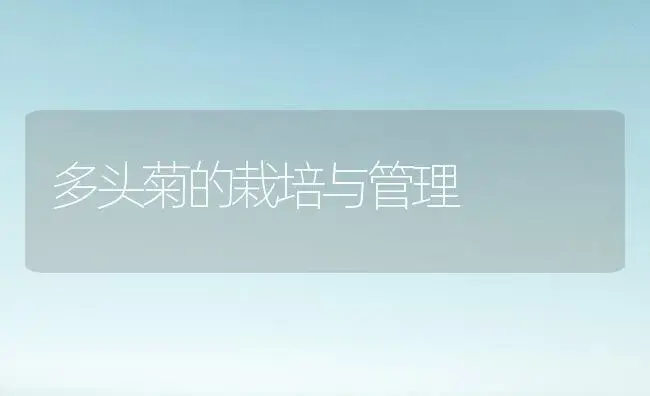 多头菊的栽培与管理 | 植物科普