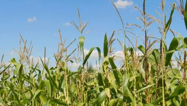 2018种玉米赚钱吗？玉米种植的利润与投资成本及前景预测