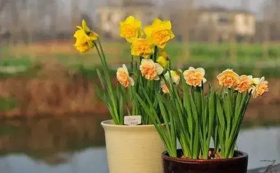 怎么种植洋水仙？洋水仙的种植方法介绍
