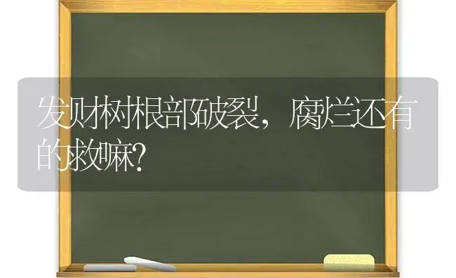 发财树根部破裂，腐烂还有的救嘛？ | 植物问答