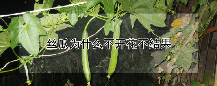 丝瓜为什么不开花不结果