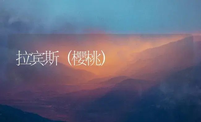 拉宾斯（樱桃） | 植物百科