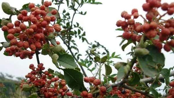 2018种花椒赚钱吗？花椒种植的利润与投资成本及前景预测