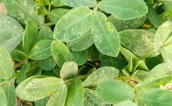 花生花期能浇水吗