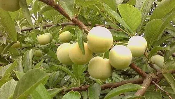 2018种李子赚钱吗？李子种植的利润与投资成本及前景预测