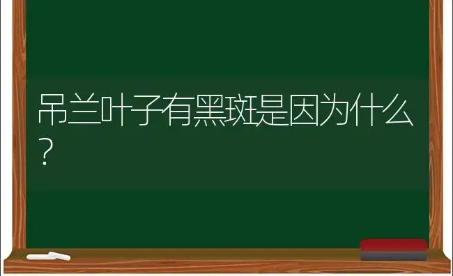 吊兰叶子有黑斑是因为什么？ | 植物问答