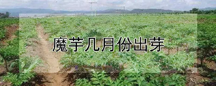 魔芋几月份出芽