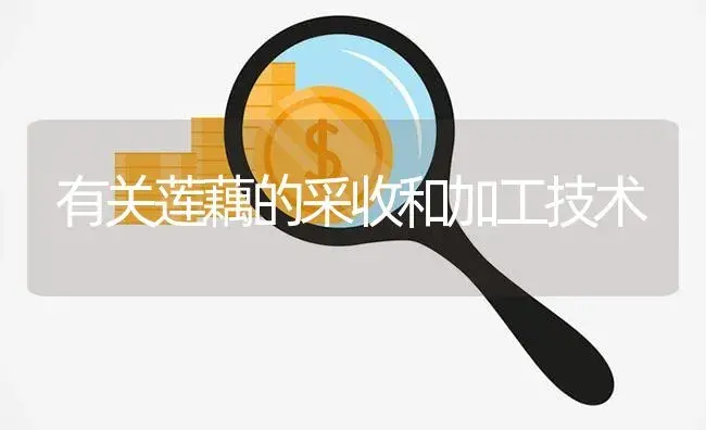 有关莲藕的采收和加工技术 | 植物百科