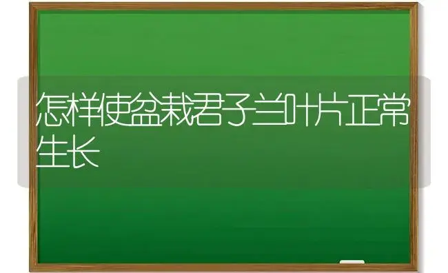 怎样使盆栽君子兰叶片正常生长 | 植物科普