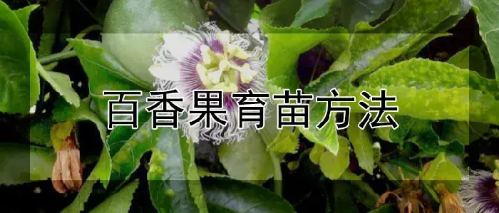百香果育苗方法