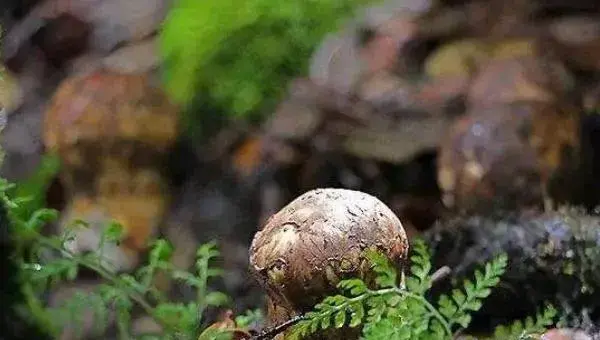 松茸可以种植吗 松茸怎么种