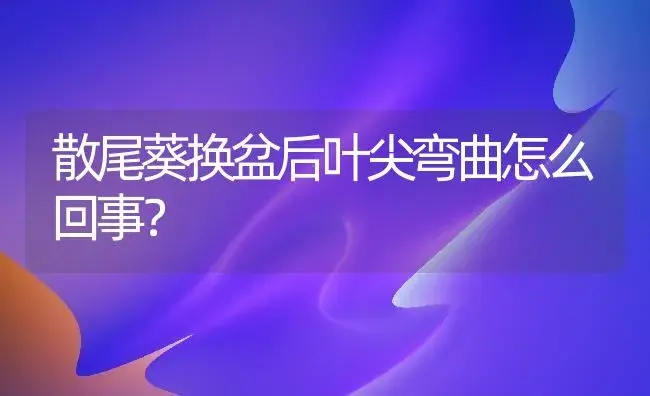 散尾葵换盆后叶尖弯曲怎么回事？ | 植物问答