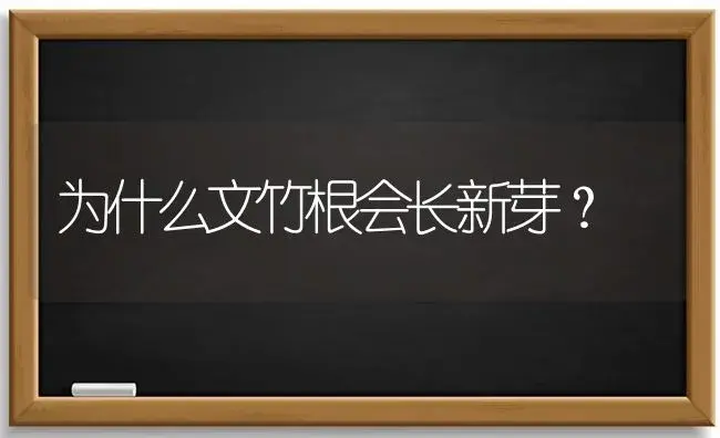 为什么文竹根会长新芽？ | 植物问答