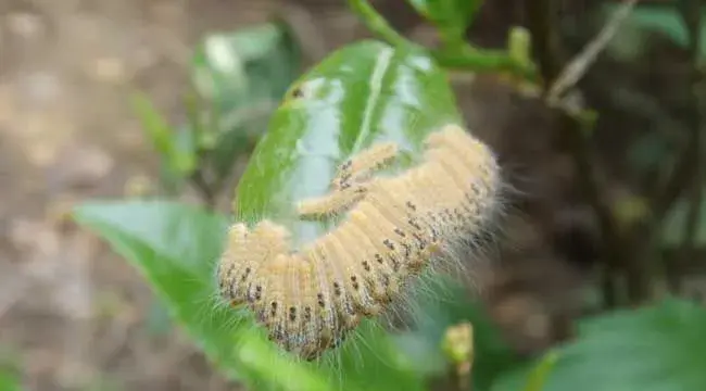 茶毛虫的防治方法