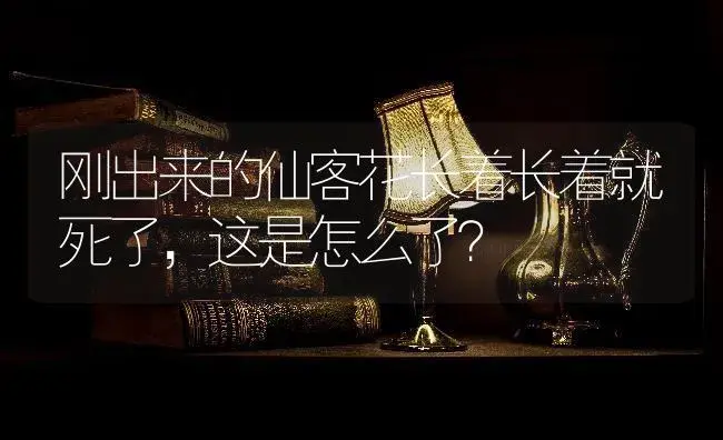 刚出来的仙客花长着长着就死了，这是怎么了？ | 植物问答