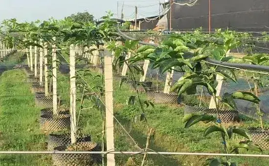 何时种植百香果，附种植技术