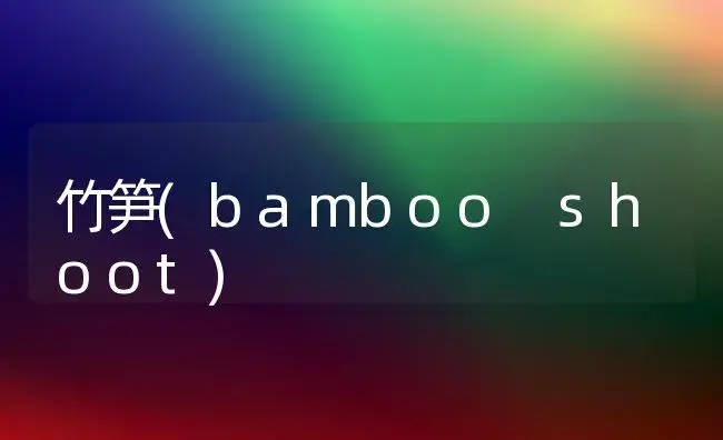 洋兰中的佳类——韩国风兰 | 植物科普
