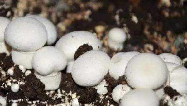 双孢菇市场前景怎么样 种植双孢菇风险大不大