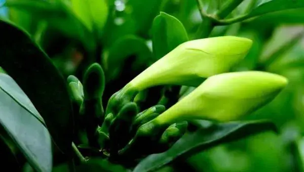 非洲茉莉怎么浇水 非洲茉莉换盆注意事项