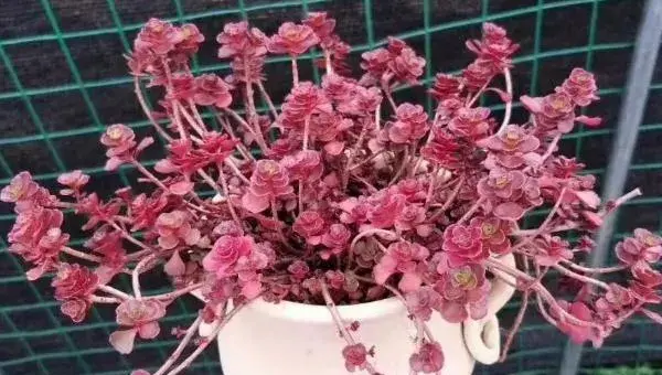 多肉植物小球玫瑰的养殖方法（快速爆盆） 小球玫瑰的养殖注意事项