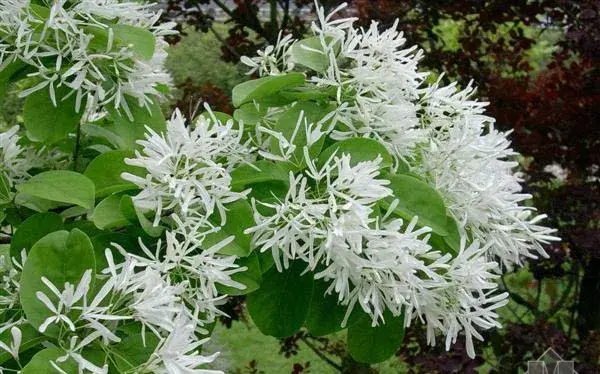 白蜡树种植技术 种植白蜡树需要注意什么？