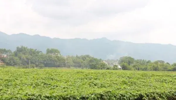 2018种瓜蒌赚钱吗？瓜蒌种植的利润与投资成本及前景预测