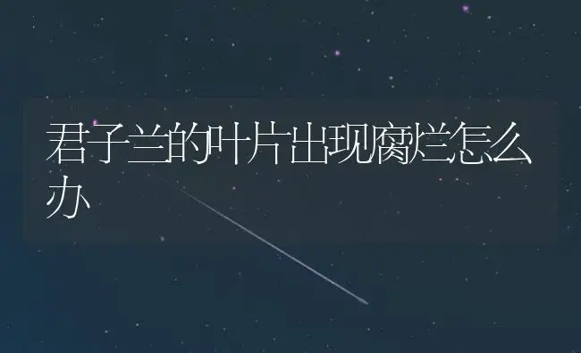 君子兰的叶片出现腐烂怎么办 | 植物知识