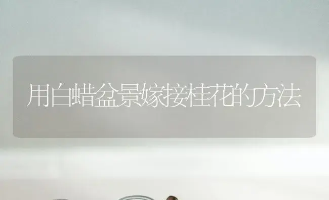 用白蜡盆景嫁接桂花的方法 | 植物科普