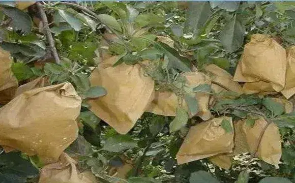 套袋苹果口感差原因及解决方法