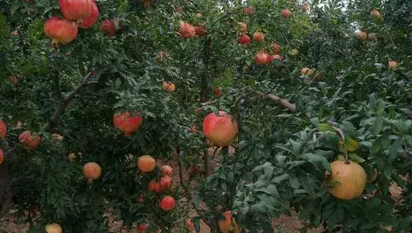 石榴种植密度