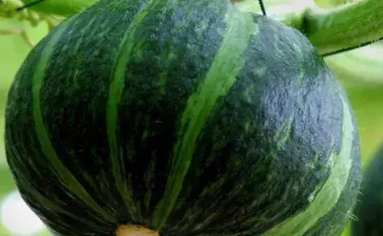 板栗南瓜种植方法