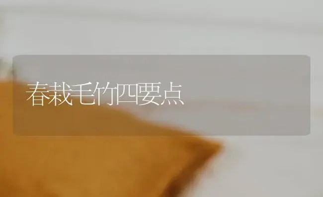 春栽毛竹四要点 | 植物科普