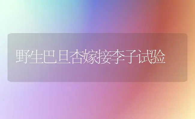 野生巴旦杏嫁接李子试验 | 植物百科
