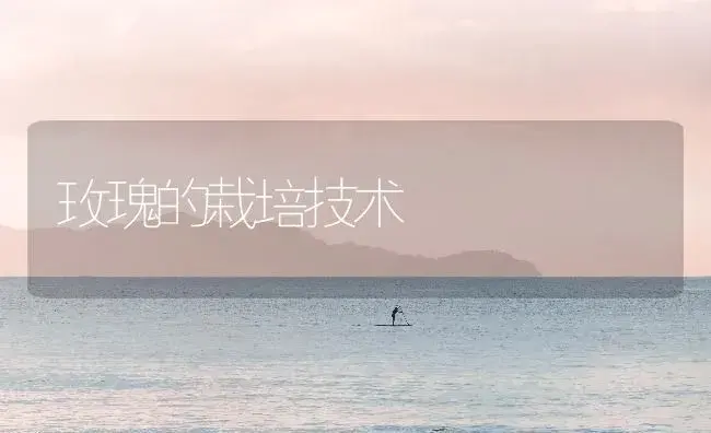 玫瑰的栽培技术 | 植物知识