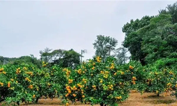 高温季节果园抗旱技术