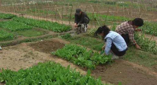 2017种油麦菜赚钱吗？2017种油麦菜前景及市场价格行情分析