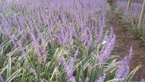 麦冬种植时间 麦冬生长周期