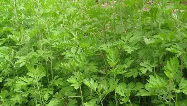 种植艾草一亩利润多少 艾草繁殖得快吗