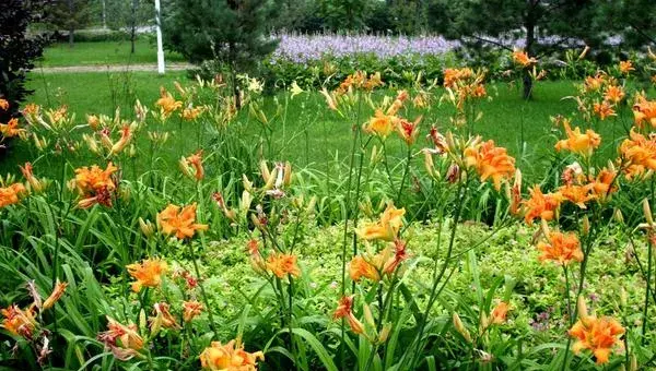 百合花种植方法