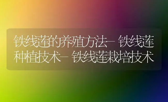 铁线莲的养殖方法-铁线莲种植技术-铁线莲栽培技术 | 植物知识