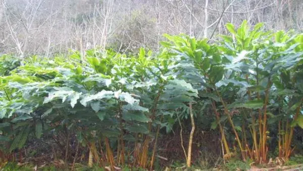 草果怎么种 草果种植技术与注意事项