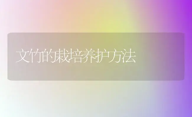 文竹的栽培养护方法 | 植物科普