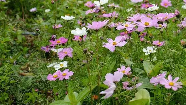 波斯菊什么时候播种（几月） 波斯菊怎么摘心（图解方法）