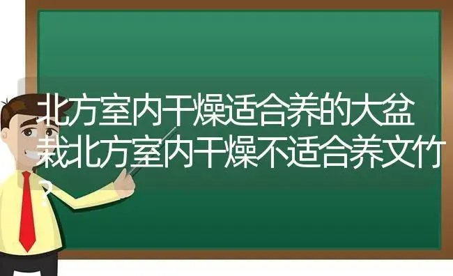 北方室内干燥适合养的大盆栽北方室内干燥不适合养文竹？ | 植物问答