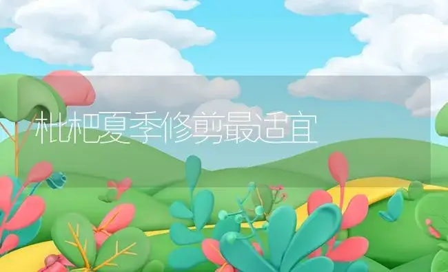 枇杷夏季修剪最适宜 | 植物资料