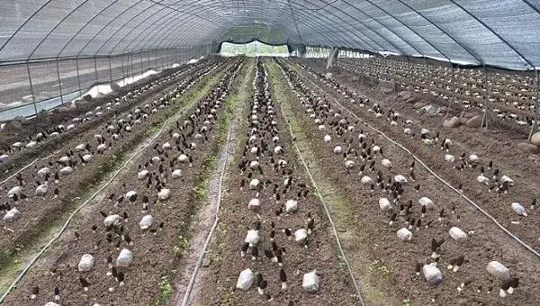 羊肚菌种植技术，环境和土壤要求高，调制栽培料极其重要