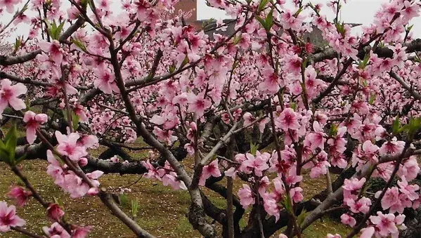 桃树的栽培技术