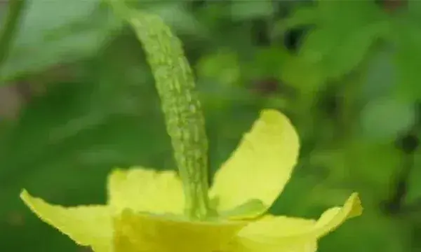 苦瓜开花结果期注意事项