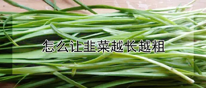 怎么让韭菜越长越粗