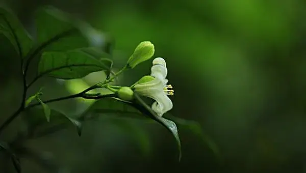 七里香什么时候开花 七里香花期是几月